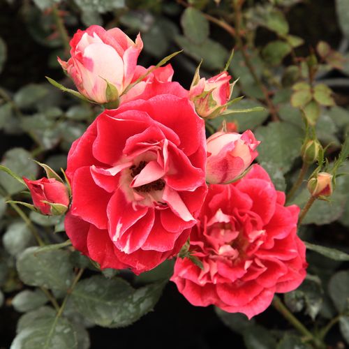 Bledě růžový okraj s červeným nebo tmavě růžovým vnitřkem a bílým středem - Stromková růže s drobnými květy - stromková růže s keřovitým tvarem koruny